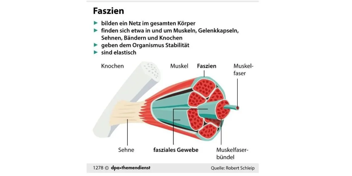 Fasziendiagramm